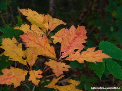 Kleurrijke bladeren - Colourfull leaves