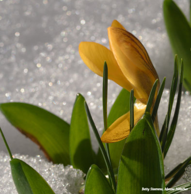 Gele krokus in de sneeuw