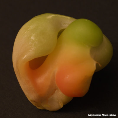 In een paprika - Inside a bell pepper