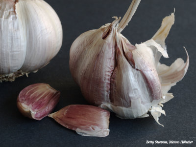 Knoflook - Garlic
