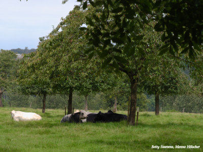 Koeien in de boomgaard