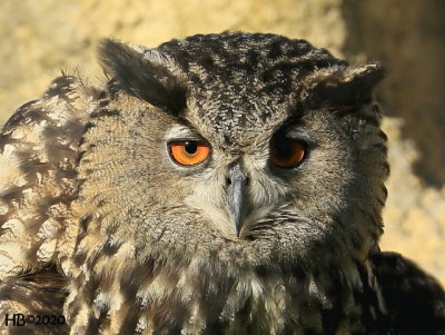 Grand-duc - Bho Real - Eurasian Eagle owl