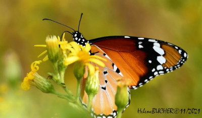 Mariposa tigre - Danaus chrysippus - papillon tigre
