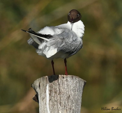Gaviota reidora - mouette rieuse - Black-headed gull