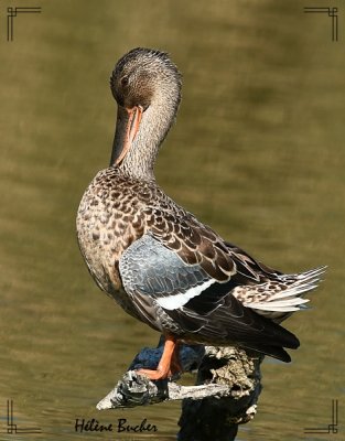 DSC_5072a.JPG