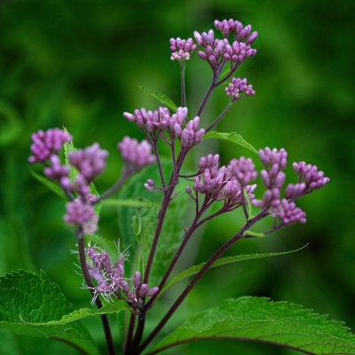 DSC02618_1_Sn_web.jpg