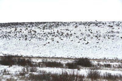 Suzane Whitney - 01 - Large Herd of Elk