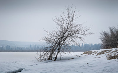 Ronald J. Da Roza - Frozen 03