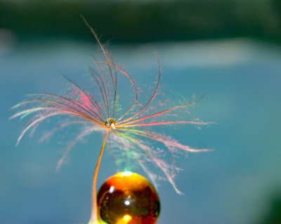 Tracy Hindle Micro 003