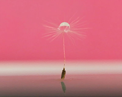 Tracy Hindle Micro 005