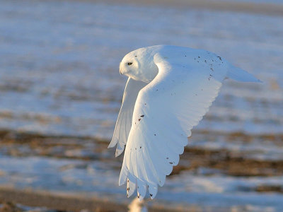 Owls - 03