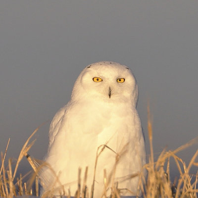 Owls - 04