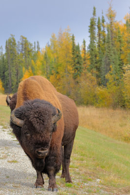 Beatrice Jakobsen Fall Colours 002