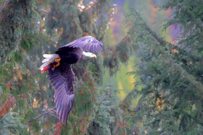 Beatrice Jakobsen Fall Colours 003