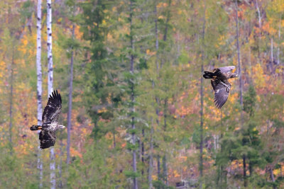 Beatrice Jakobsen Fall Colours 004