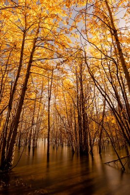Cam McKillican Fall Colours 001
