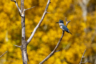 David Impey Fall Colours 001