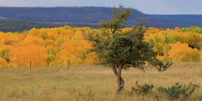 Finn Jakobsen Fall Colours 002