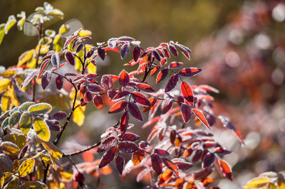 Suzan McEvoy Fall Colours 001