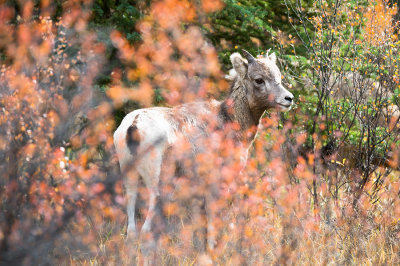 Suzan McEvoy Fall Colours 003