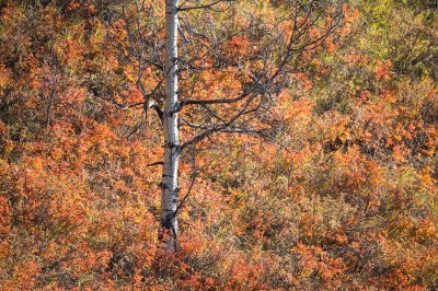 Suzan McEvoy Fall Colours 004