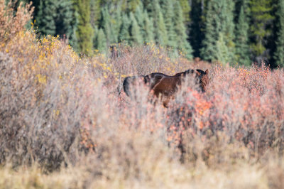 Suzan McEvoy Fall Colours 005