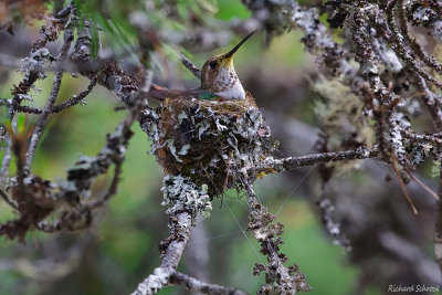 Rick Schrock 002 Summer Favourite - Female Rufous Hummingbird marked
