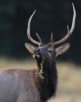 Akini Peters 002 Elk Rut
