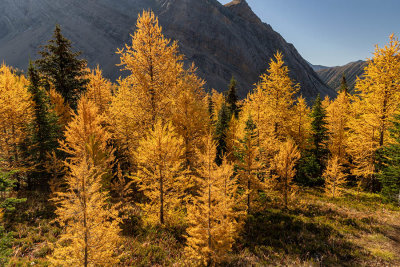 Andy Thomas 003 Fall Colours