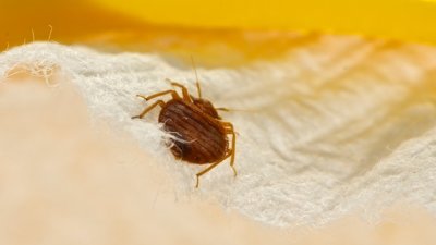 Getting Rid of Bed Bugs in Murfreesboro