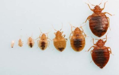 Get Rid of Bed Bugs Removal in Murfreesboro