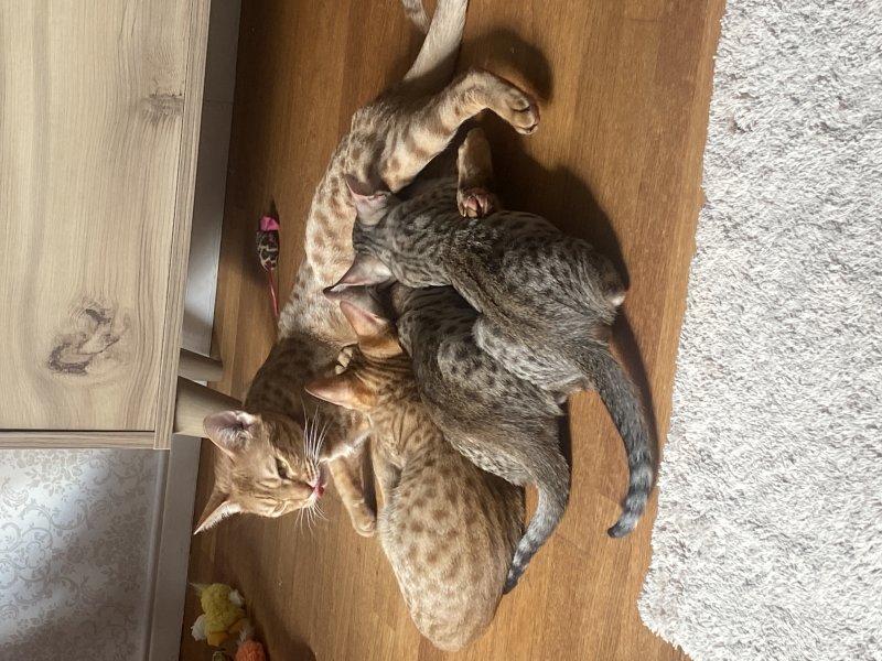 Momma is still nursing them now and then