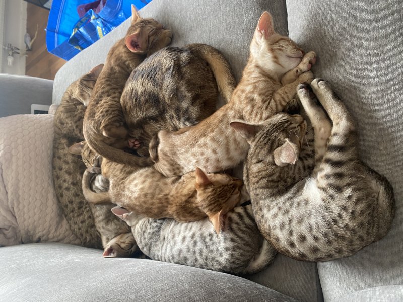 Pile of spots
