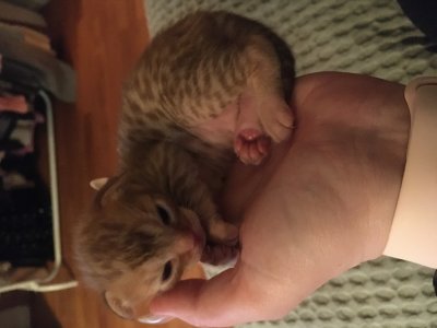 About 1,5 week of age