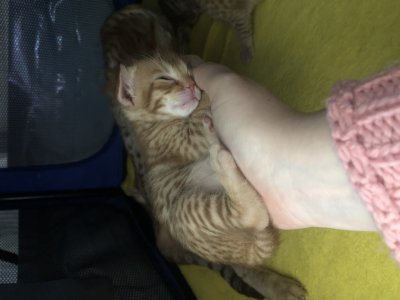 Fits nicely into ones hand..can't say that when he becomes an adult :)