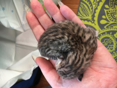Newborn tawny male