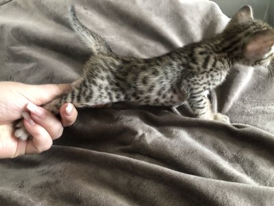 4 weeks old