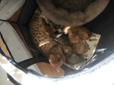 Mom with kittens