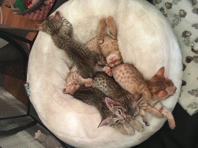 Sleeping beuties
