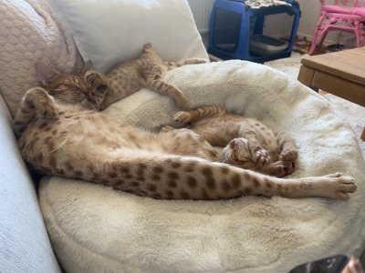 Crashed out cats :)