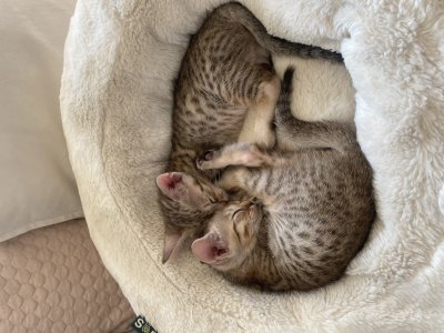 Sibbling love