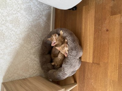Cinnamon buns