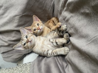 Tawny and cinnamon