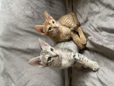 Tawny and cinnamon again