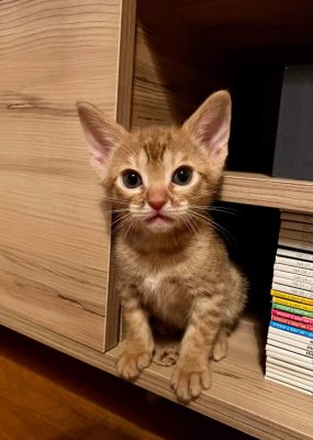 7 weeks old