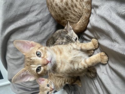 8 weeks old