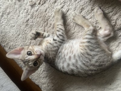 8 weeks old