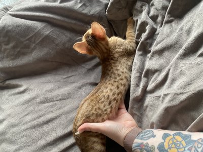 10 weeks old