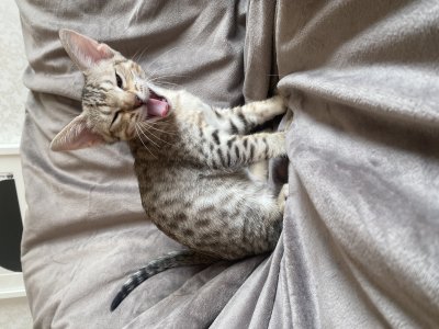 10 weeks old and time for a yawn :)