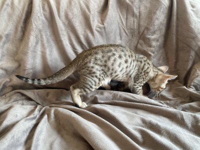Nice spots, will be clearer as he grows